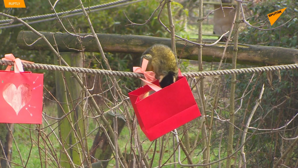 英国动物园松鼠猴获赠情人节礼物 - 俄罗斯卫星通讯社