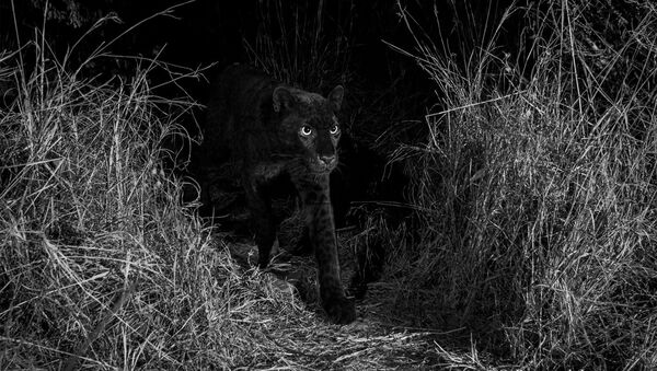 100年来首次拍到罕见的黑豹照片 - 俄罗斯卫星通讯社