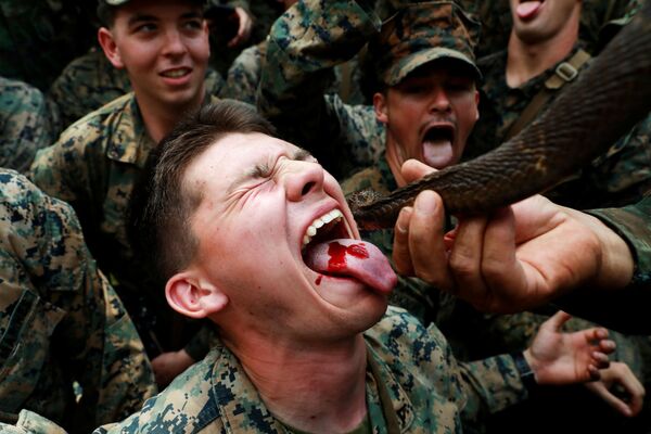 “金色眼镜蛇”军演在泰举行 士兵饮蛇血吃蝎子 - 俄罗斯卫星通讯社