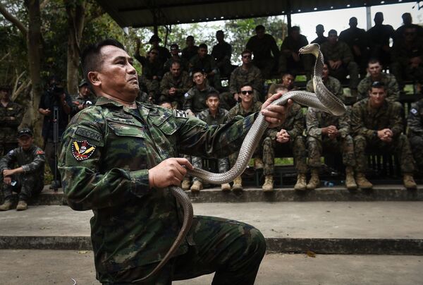 “金色眼鏡蛇”軍演在泰舉行 士兵飲蛇血吃蠍子 - 俄羅斯衛星通訊社