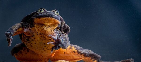 玻利維亞水蛙“羅密歐”單身十年終於等到“朱麗葉” - 俄羅斯衛星通訊社