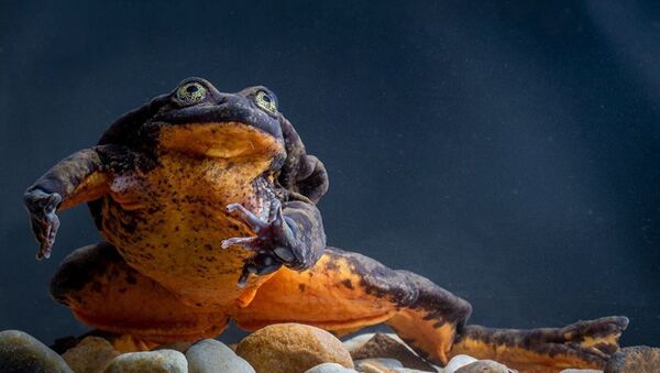 玻利维亚水蛙“罗密欧”单身十年终于等到“朱丽叶” - 俄罗斯卫星通讯社