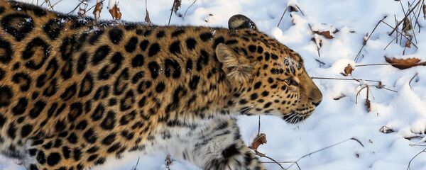 俄滨海边疆区2019年将开建远东豹再引入中心 - 俄罗斯卫星通讯社