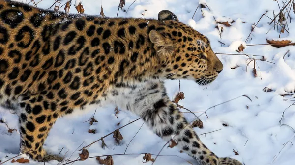 俄罗斯远东豹“一家四口”现身中国东北虎豹国家公园 - 俄罗斯卫星通讯社