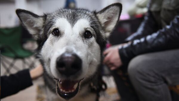 美国执法机关认定名为“特朗普”的狗被杀与政治无关 - 俄罗斯卫星通讯社