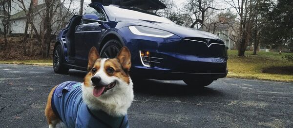 特斯拉电动车推出狗狗模式 - 俄罗斯卫星通讯社