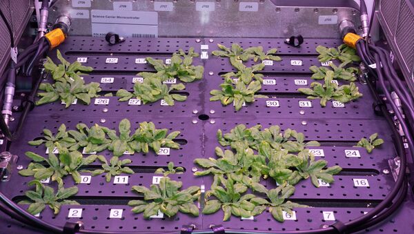 Растение в космосе - 俄羅斯衛星通訊社