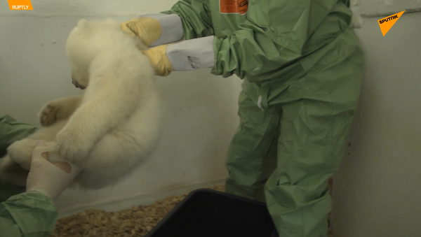 柏林動物園公佈北極熊幼崽性別 - 俄羅斯衛星通訊社