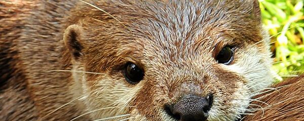 Детеныш выдры - 俄羅斯衛星通訊社