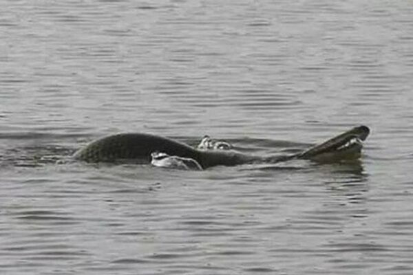 鰐雀鱔屬於外來入侵物種,被稱為“水中殺手”, 會對當地的水體生態系統帶來滅頂之災。 鰐雀鱔屬於外來入侵物種,被稱為“水中殺手”, 會對當地的水體生態系統帶來滅頂之災。 - 俄羅斯衛星通訊社