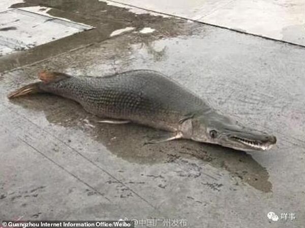 白雲區漁政專家分析稱,該怪魚很有可能是鰐雀鱔。 白雲區漁政專家分析稱,該怪魚很有可能是鰐雀鱔。 - 俄羅斯衛星通訊社