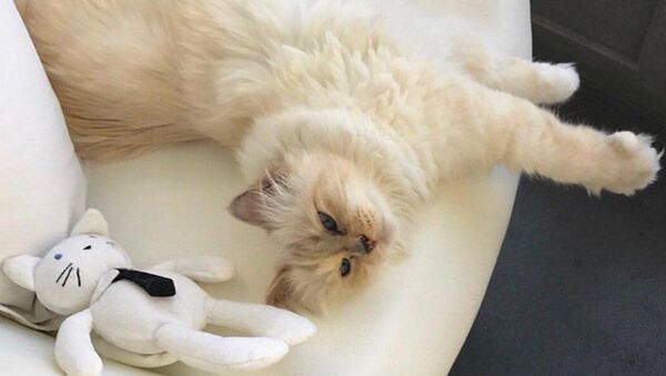 一隻名叫邱比特（Choupette）的緬甸貓有可能成為19日去世的時尚設計師卡爾·拉格斐的主要繼承人 - 俄羅斯衛星通訊社