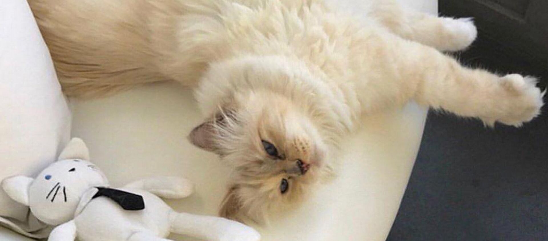 一隻名叫邱比特（Choupette）的緬甸貓有可能成為19日去世的時尚設計師卡爾·拉格斐的主要繼承人 - 俄羅斯衛星通訊社, 1920, 23.02.2019
