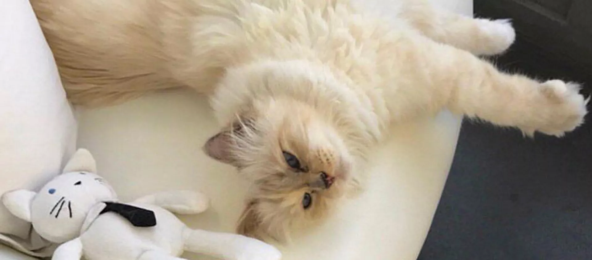 一隻名叫邱比特（Choupette）的緬甸貓有可能成為19日去世的時尚設計師卡爾·拉格斐的主要繼承人 - 俄羅斯衛星通訊社, 1920, 23.02.2019