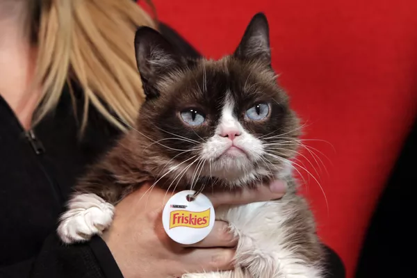 互聯網名流“不爽貓”(Grumpy Cat)它所擁有的財產價值9950萬美元。 互聯網名流“不爽貓”(Grumpy Cat)它所擁有的財產價值9950萬美元。 - 俄羅斯衛星通訊社