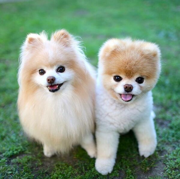 布所拥有的财产估计为800万美元。 - 俄罗斯卫星通讯社