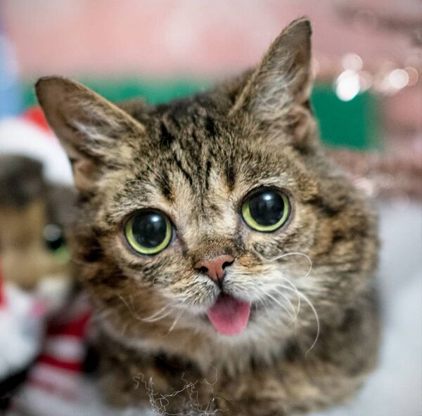 Lil Bub在社交网络上有300万名追随者。 - 俄罗斯卫星通讯社