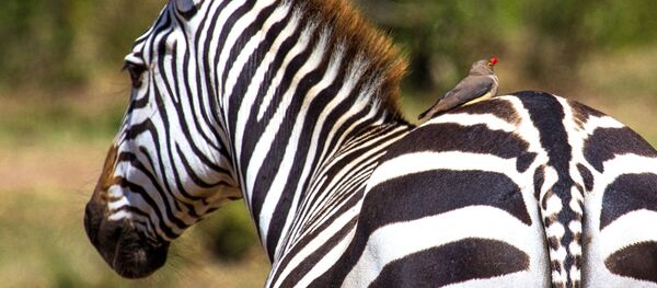 Зебра в национальном заповеднике Масаи-Мара в Кении Зебра в национальном заповеднике Масаи-Мара в Кении - 俄羅斯衛星通訊社