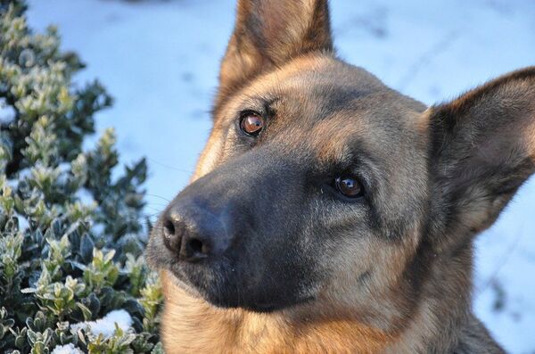 冈瑟三世死后将遗产传给儿子冈瑟四世。 - 俄罗斯卫星通讯社