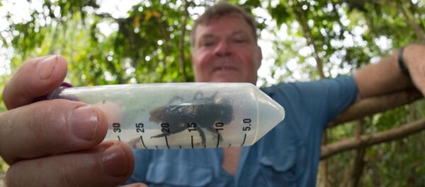 近40年的搜寻：世上最大蜜蜂在印度尼西亚再现 - 俄罗斯卫星通讯社