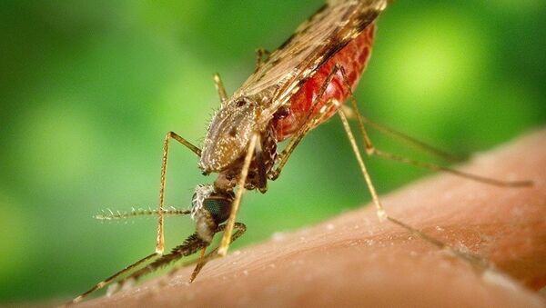 俄羅斯科學家打破瘧蚊危險的說法 - 俄羅斯衛星通訊社