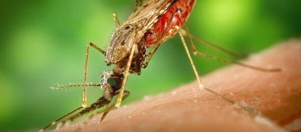 Комар - 俄羅斯衛星通訊社