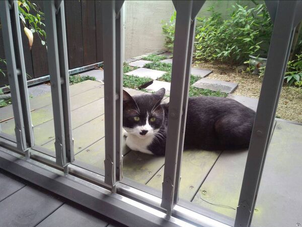 住在两栋房子的猫咪介绍它们的主人认识 - 俄罗斯卫星通讯社