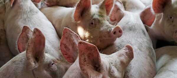 Свиньи в загоне - 俄罗斯卫星通讯社