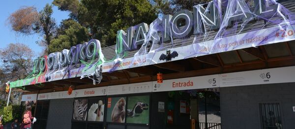 智利动物园因火灾疏散约100只动物 智利动物园因火灾疏散约100只动物 - 俄罗斯卫星通讯社