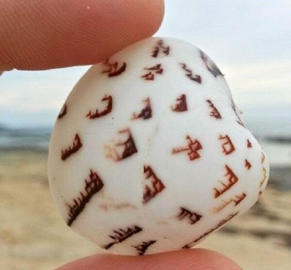 一名遊客在日本發現“外星石頭” - 俄羅斯衛星通訊社