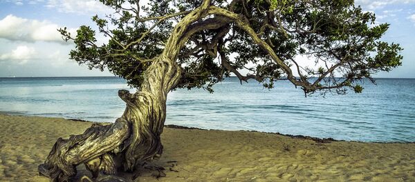 阿魯巴老鷹海灘 - 俄羅斯衛星通訊社