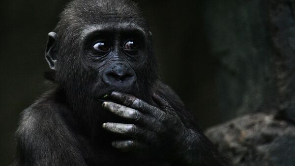 大猩猩被指控吞食掉动物园数百万收入 - 俄罗斯卫星通讯社