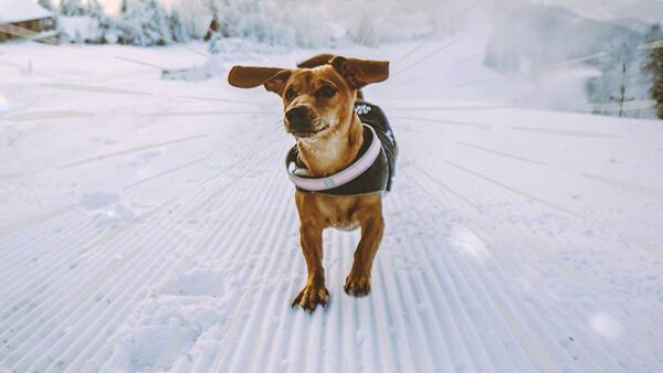 Dinbeat представил шлейку для собак DinbeatPRO - 俄羅斯衛星通訊社