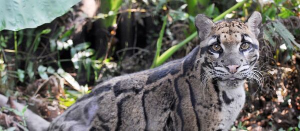 印度一家阿育吠陀梵医馆内惊现猎豹 - 俄罗斯卫星通讯社