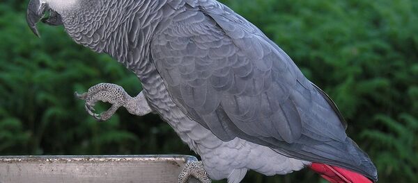 Африканский серый попугай - 俄罗斯卫星通讯社