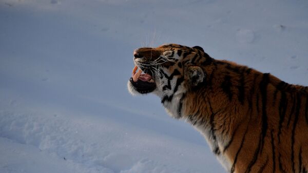 俄濱海邊疆區野生動物園著名阿穆爾虎的“女兒”“堆”雪人 - 俄羅斯衛星通訊社