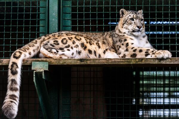 莫斯科动物园珍稀动物繁殖中心的雪豹 - 俄罗斯卫星通讯社
