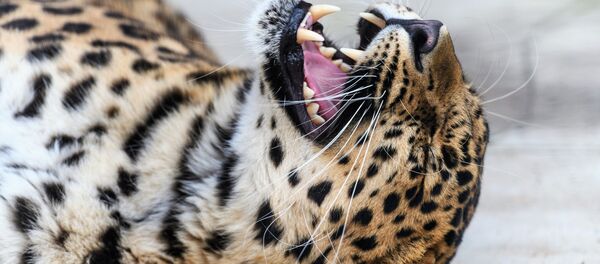 “豹之乡”动物们拥有专属“社交网络” - 俄罗斯卫星通讯社