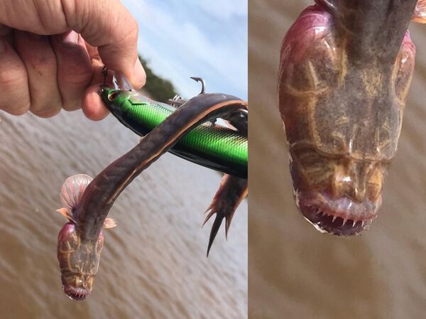 澳大利亚渔民捕获一条罕见无眼怪物 - 俄罗斯卫星通讯社