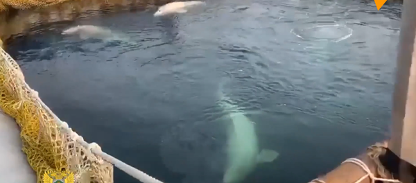 “鲸鱼监狱”中动物生活条件得到改善 - 俄罗斯卫星通讯社