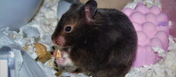 褐鼷鼠 (Scotinomys teguina) 褐鼷鼠 (Scotinomys teguina) - 俄罗斯卫星通讯社