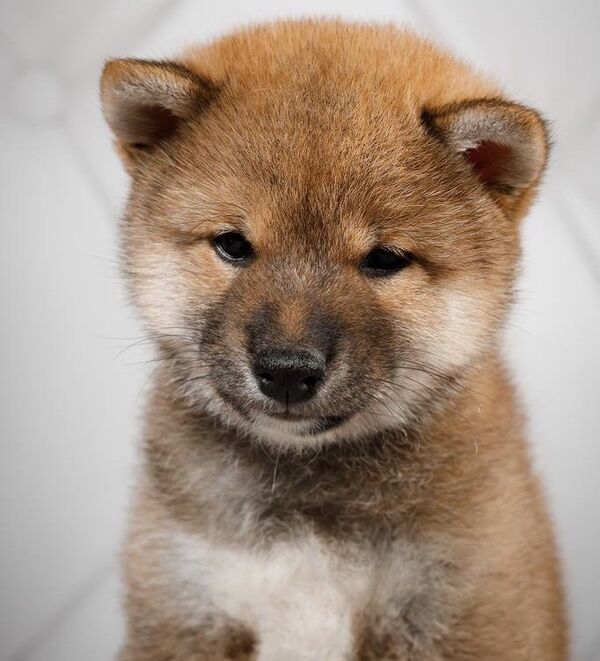 夏女士的柴犬“芬達” 夏女士的柴犬“芬達” - 俄羅斯衛星通訊社