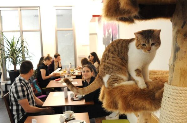 莫斯科的各種“貓”主題咖啡廳 莫斯科的各種“貓”主題咖啡廳 - 俄羅斯衛星通訊社