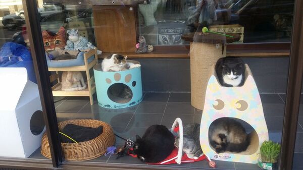 莫斯科的各种“猫”主题咖啡厅 - 俄罗斯卫星通讯社