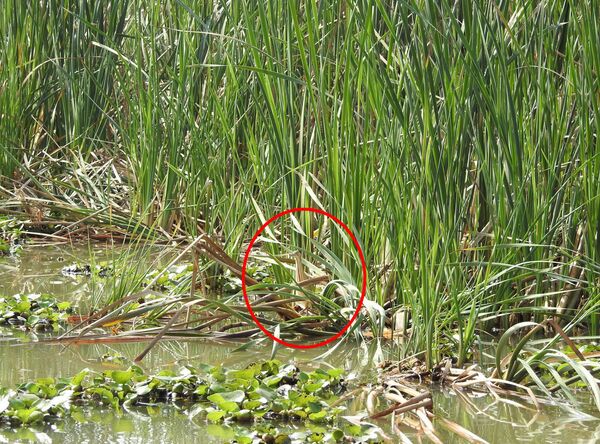 一张隐着神秘小鸟的照片让印度网民迷惑不解 - 俄罗斯卫星通讯社