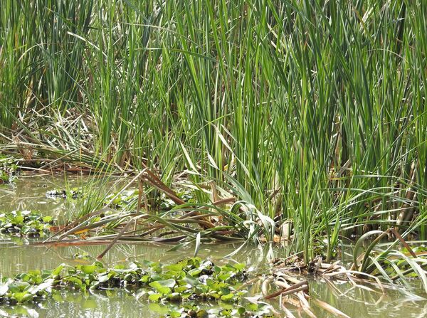 一张隐着神秘小鸟的照片让印度网民迷惑不解 - 俄罗斯卫星通讯社
