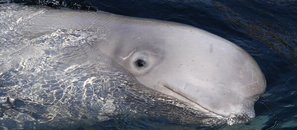 最后一批“鲸鱼监狱”白鲸被放归到日本海 - 俄罗斯卫星通讯社