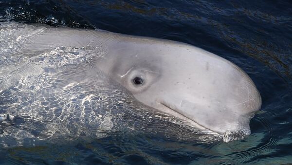 最后一批“鲸鱼监狱”白鲸被放归到日本海 - 俄罗斯卫星通讯社