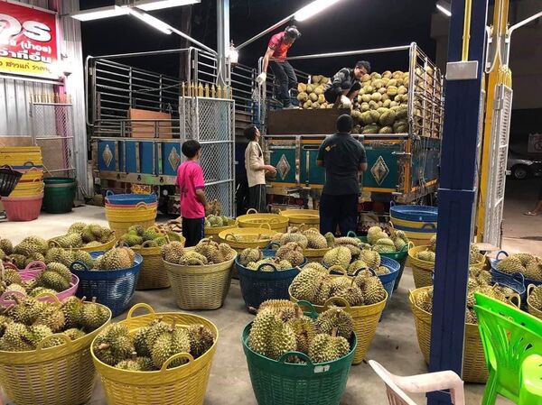 嫁中国人:泰国一商人出钱为女儿找女婿 嫁中国人:泰国一商人出钱为女儿找女婿 - 俄罗斯卫星通讯社