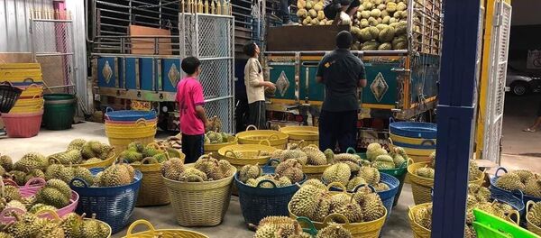 外媒：疫情未能阻挡中国对泰国榴莲需求的增长 - 俄罗斯卫星通讯社